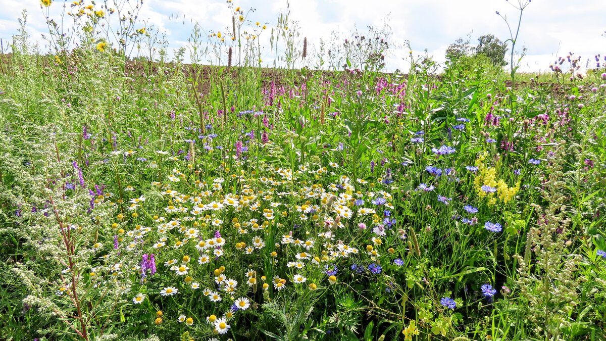 девушка бежит по полю. рассвет летом. красивый рассвет. прогулка на природе. ветер в природе.