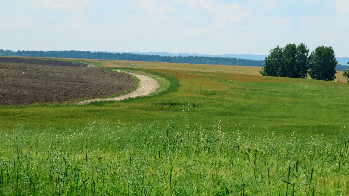 Склонилась к земле