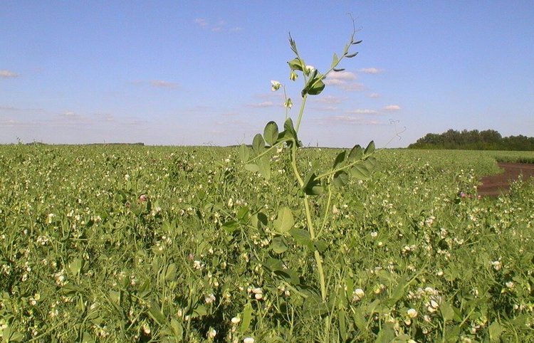    Понимание ключевой связи в симбиозе бобовых и бактерий дает способ азотфиксации у зерновых