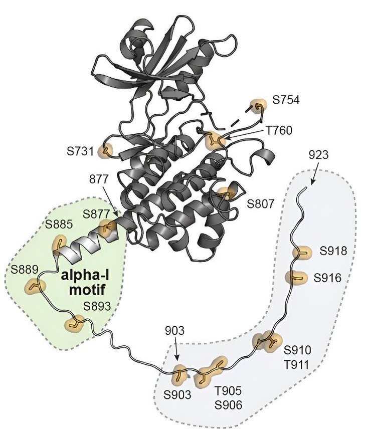    Понимание ключевой связи в симбиозе бобовых и бактерий дает способ азотфиксации у зерновых
