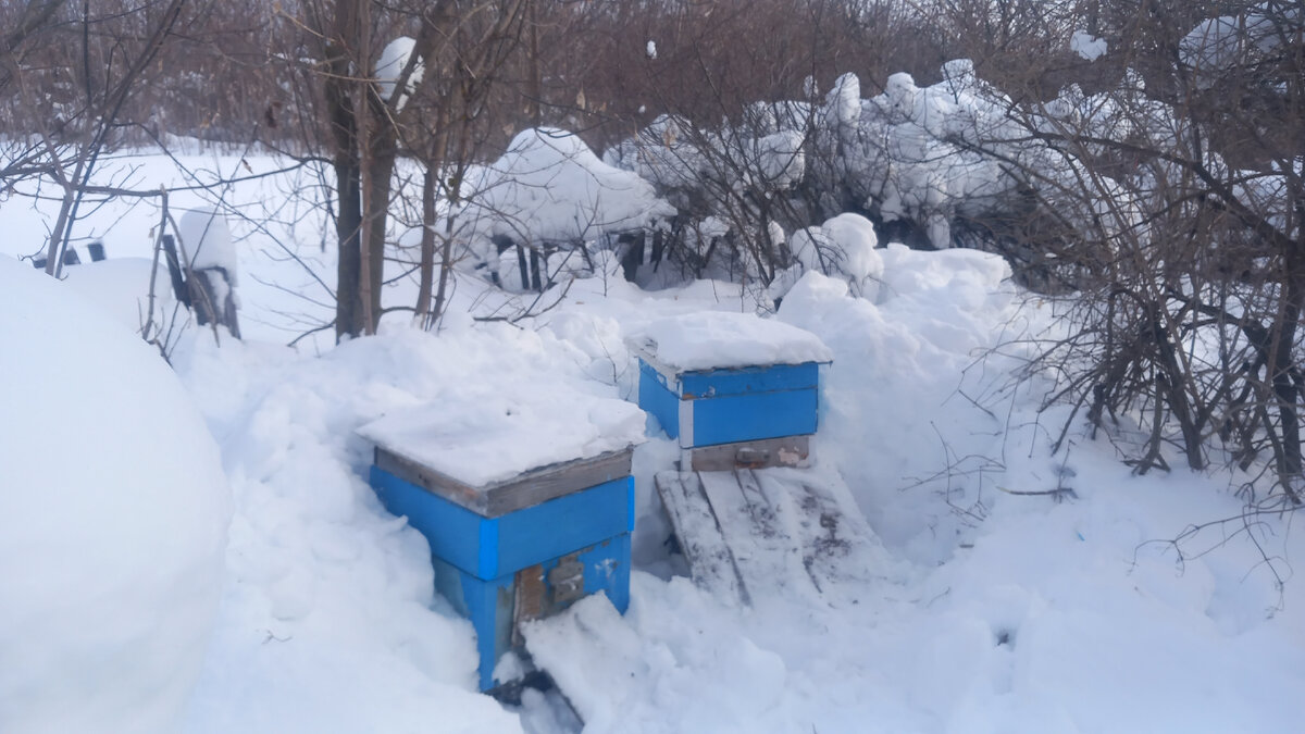 улики откопал, положил канди, с теплицы скинул снег!!!