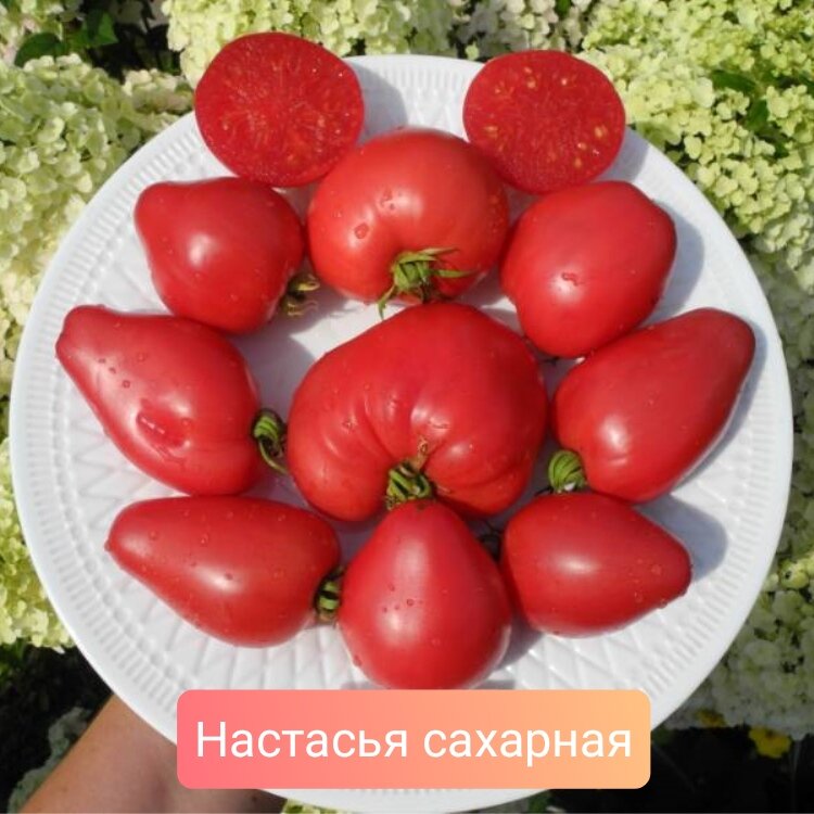 Сахарная настасья отзывы характеристика. Сахарная Настасья сорт томатов. Томат сахарная Настя. Томат сладкая Настасья. Сахарная Настенька томат.