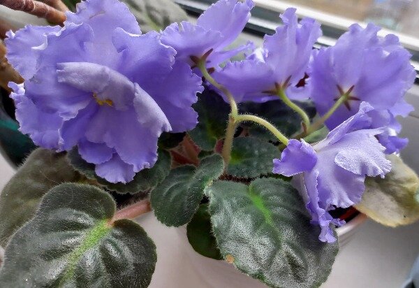 женщина хозяйка своей жизни. цветоводство комнатные цветы. хозяйка цветущего дома 38. хозяйка цветущего дома 38. хозяйка цветущего дома 38.