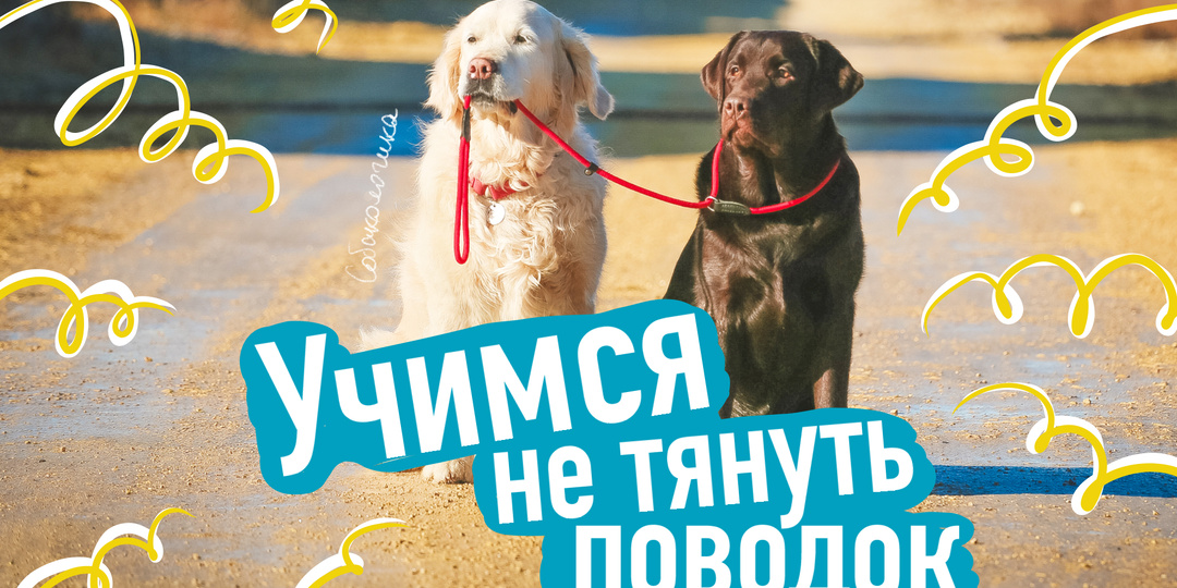 "Моя собака тянет поводок, как это исправить?"