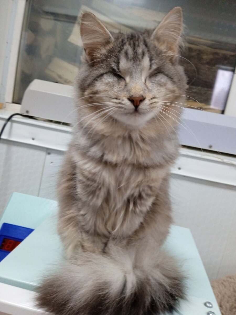 Слепышка Юнона 