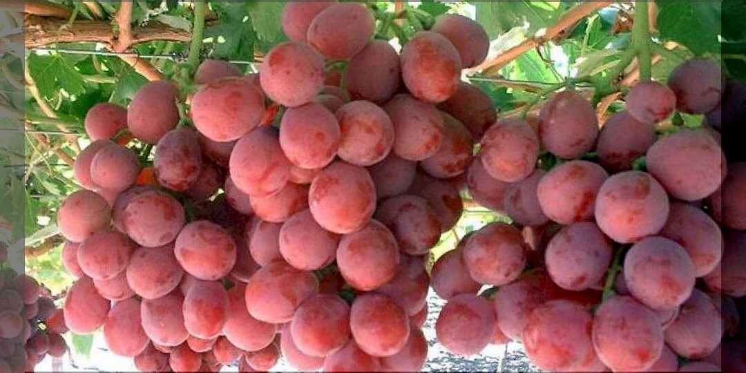 Лучший виноград для средней полосы: список недорогих, при этом очень вкусных и устойчивых сортов винограда