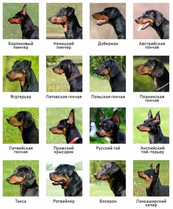 И ведь далеко не все копия добермана😆