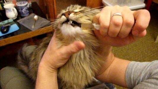 как дать лекарство кошке