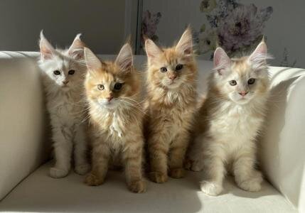 сама кун. японские суффиксы кун чан сан. япония сан тян. японские суффиксы обращения. яричин кейчи.