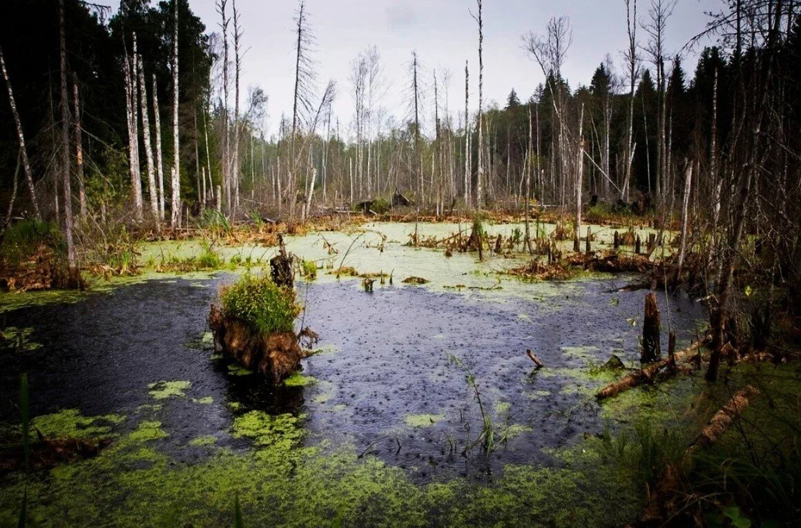 Сон в котором вы видите болото, о чем он?