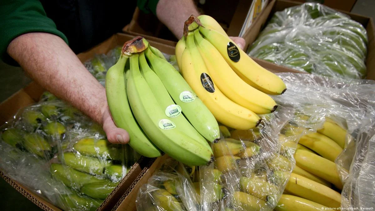 Запрещенные в России бананы из Эквадора начали исчезать с полок магазинов в нескольких городах, и Центр отраслевой экспертизы Россельхозбанка прогнозирует значительный дефицит уже через месяц.