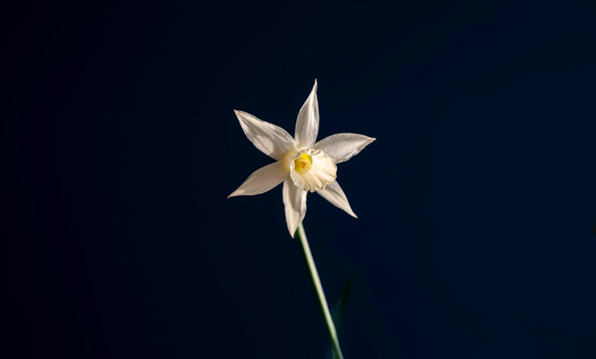Фото с бесплатного фотостока https://unsplash.com, автор Bernd 📷 Dittrich