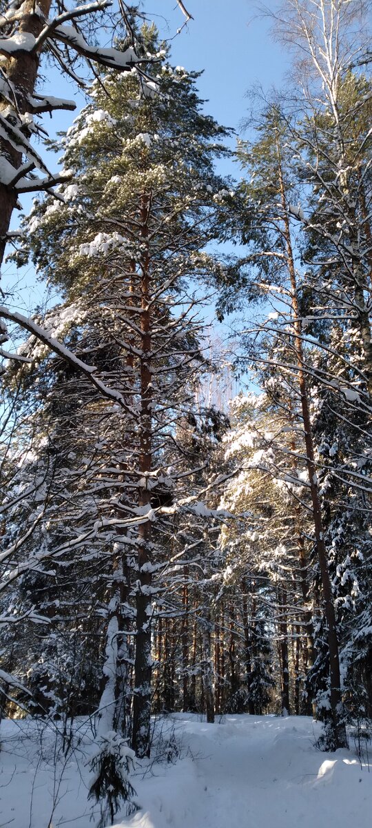 Деревья в снеговых тёплых шубах