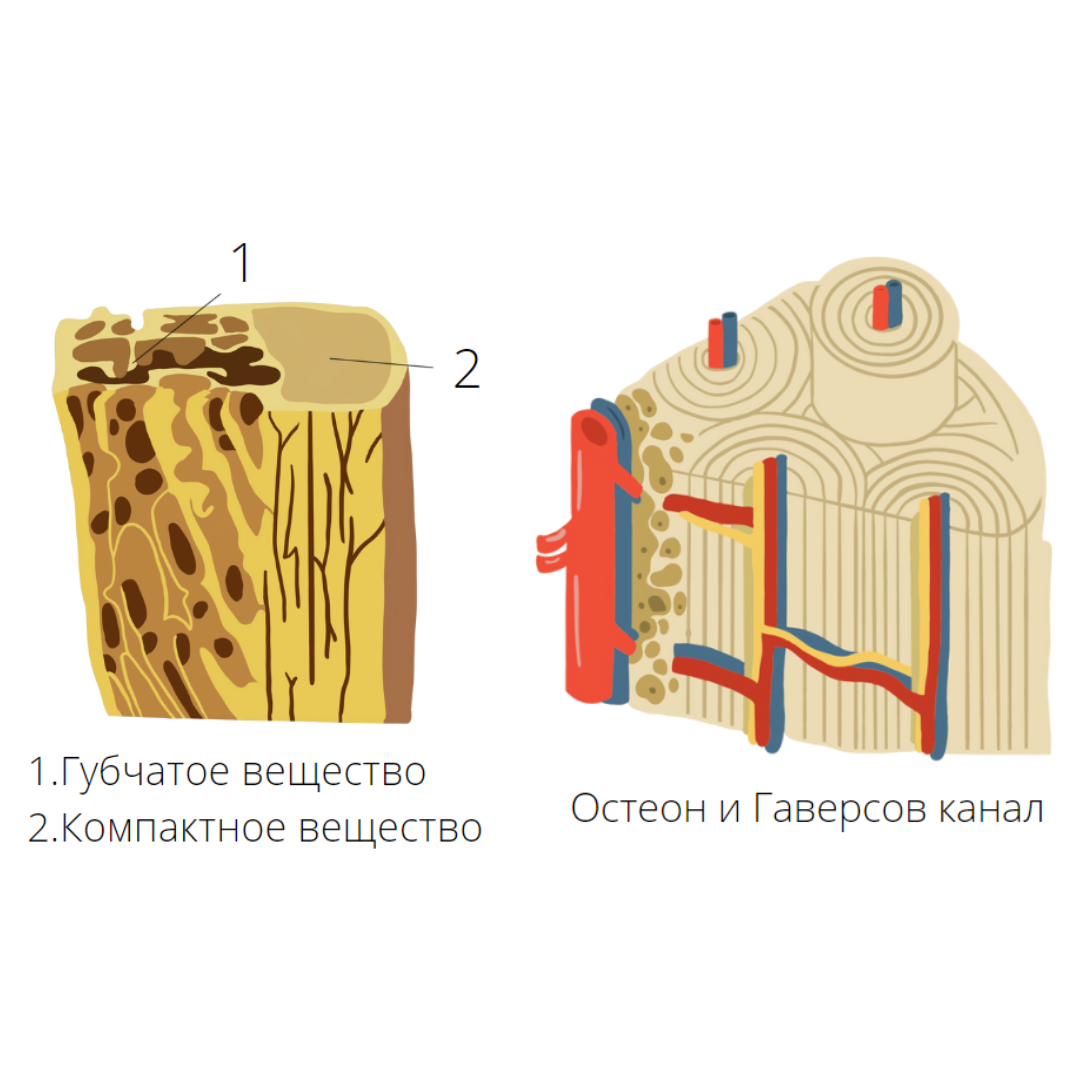 Эта тема попадается на ЕГЭ каждый год... Строение кости | Алёна Бриз | Дзен