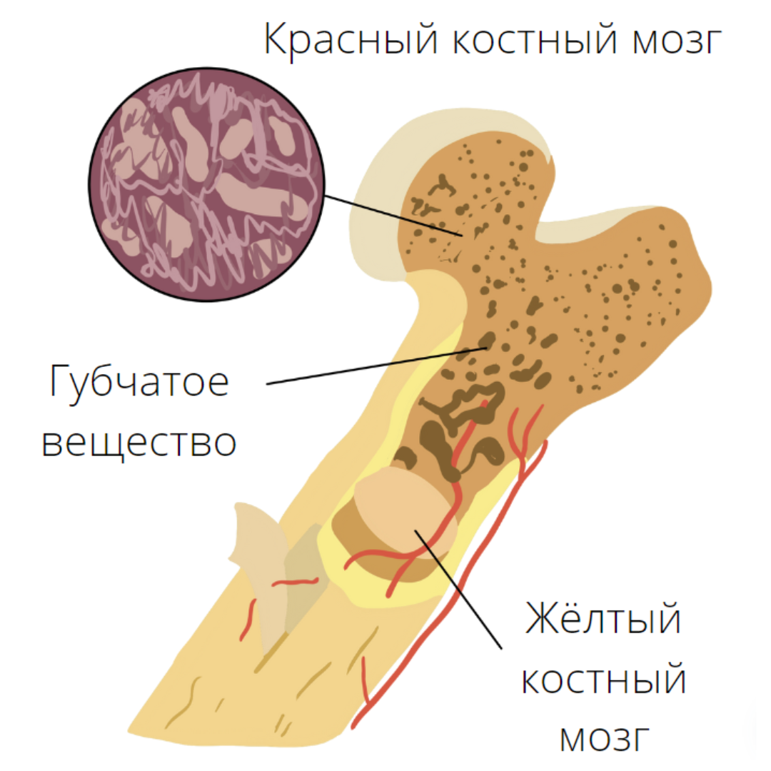 Красный костный мозг располагается