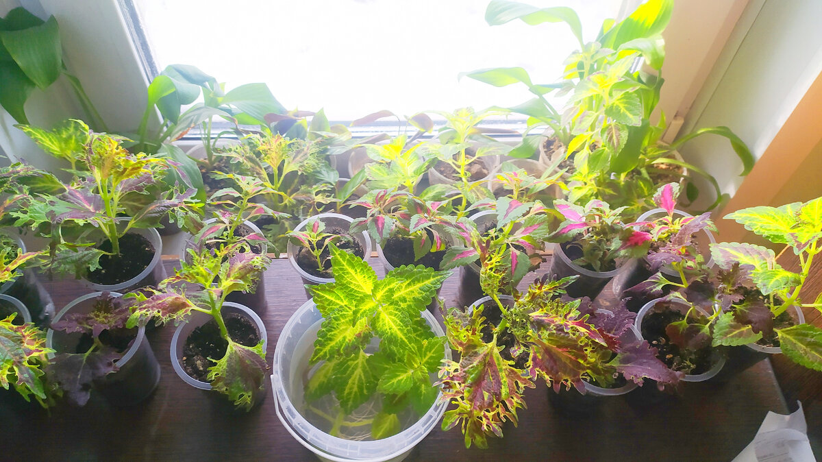 Светолюбивые и теплолюбивые комнатные растения. Тенелюбивые цветущие комнатные растения названия. Света любимые растения. Плющ тенелюбивое растение. Светолюбивые тенелюбивые теневыносливые растения.