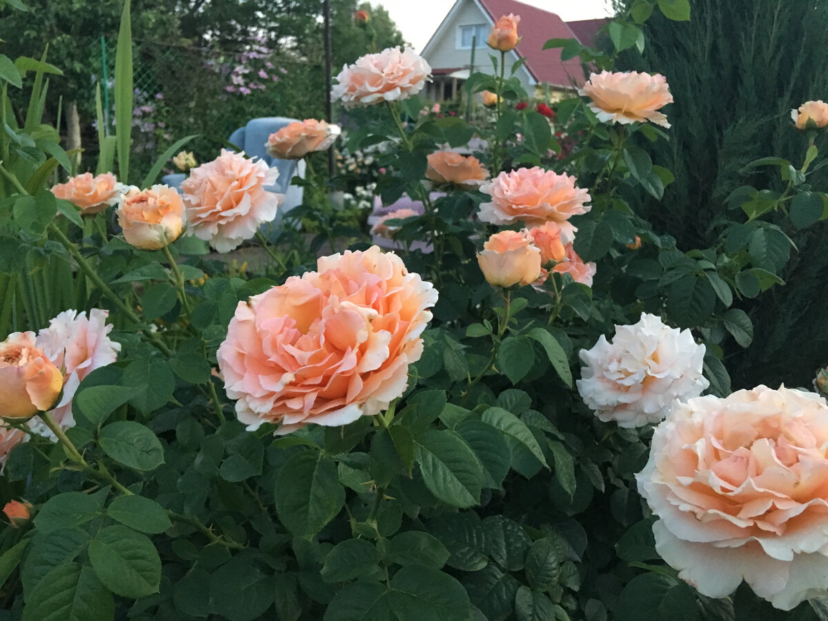 Роза Полька