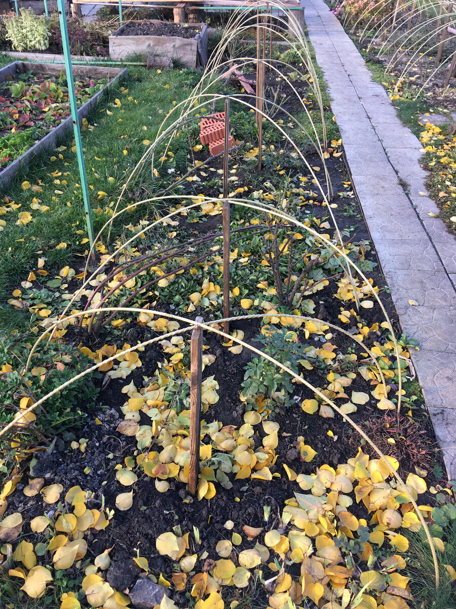 Тоннели над обрезанными кустами роз