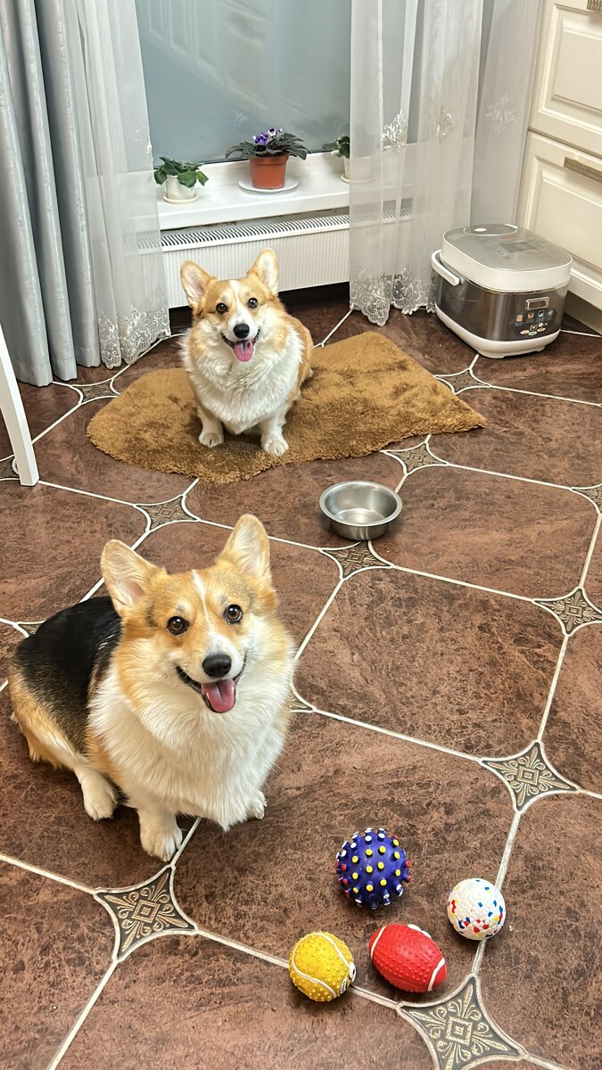 Мэгги с мисочкой, а Мэри с любимыми мячиками.