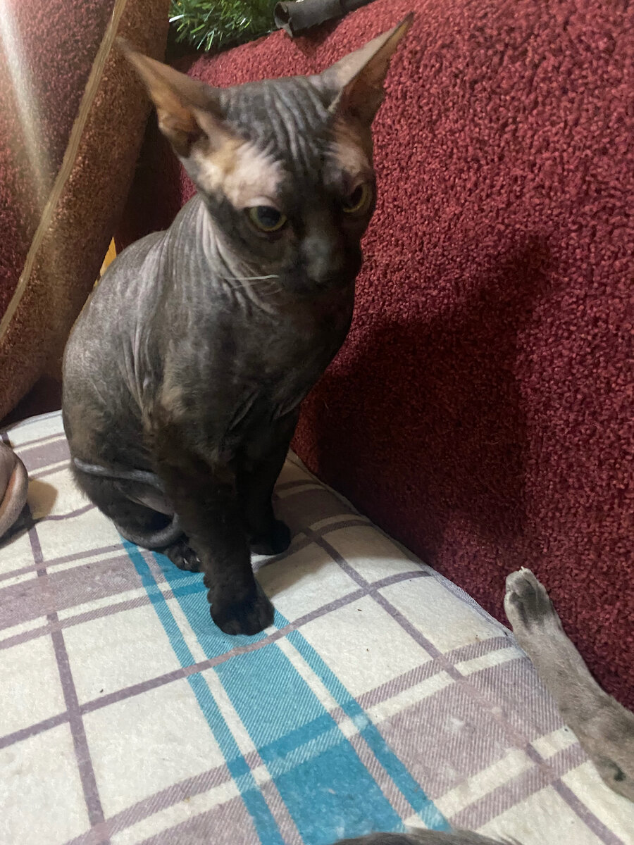 Как звали кота которого выкинули. Бедная кошка. Брошенные котята на улице. Существуют ли гигантские коты. Уличные котята.