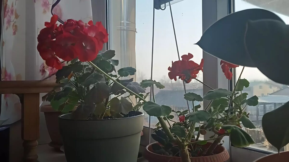     С середины февраля для дачников, садоводов, огородников и вообще любителей растительной жизни начинается бурная подготовка к грядущему жаркому сезону.