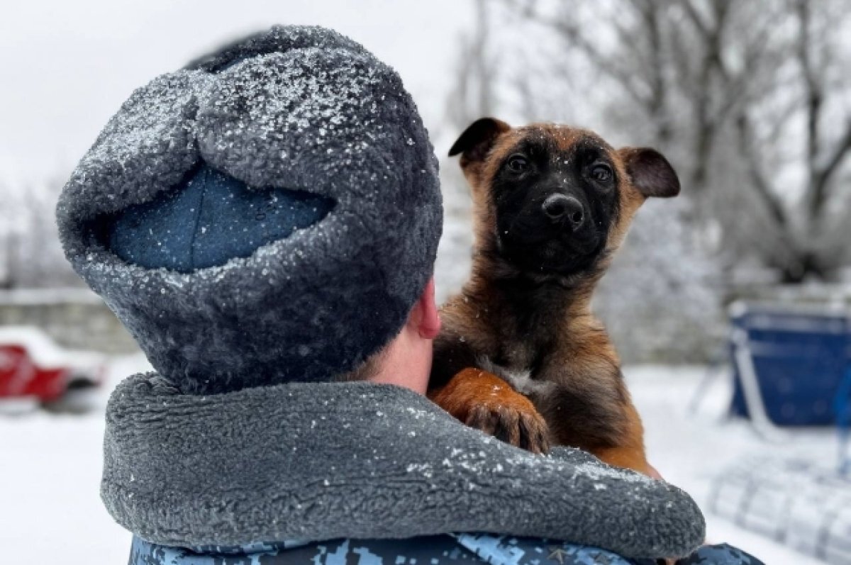    Щенки из питомника димитровградской колонии будут служить в ДНР