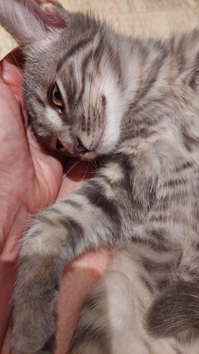 рацион кота на натуральном питании. британский кот кушает. какие косточки можно давать кошкам. продукты питания для кошки. кошка кушает.