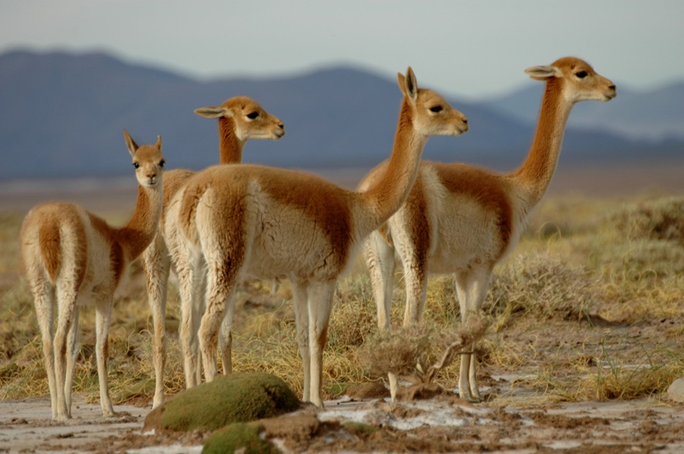 Vicuña Animal Simulator Wiki Fandom