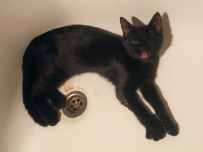 Kitten sister