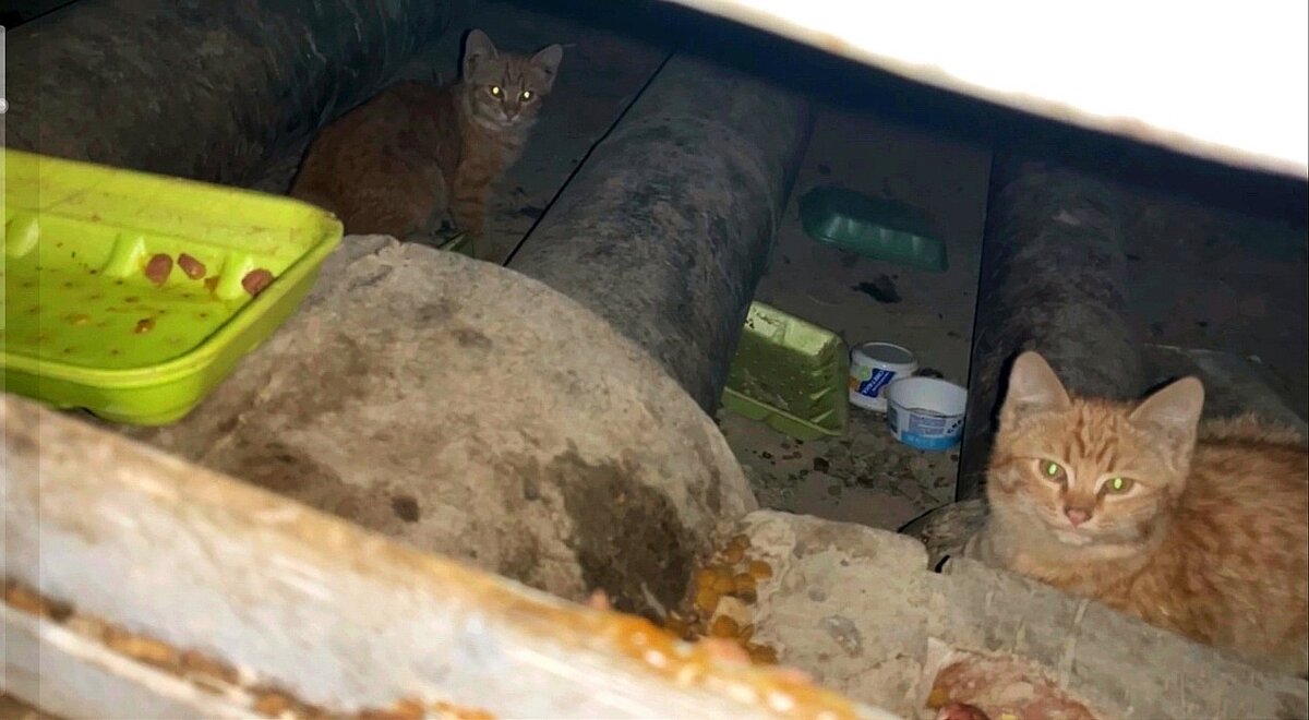 Болик и Лёлик родились и выросли в подвале.