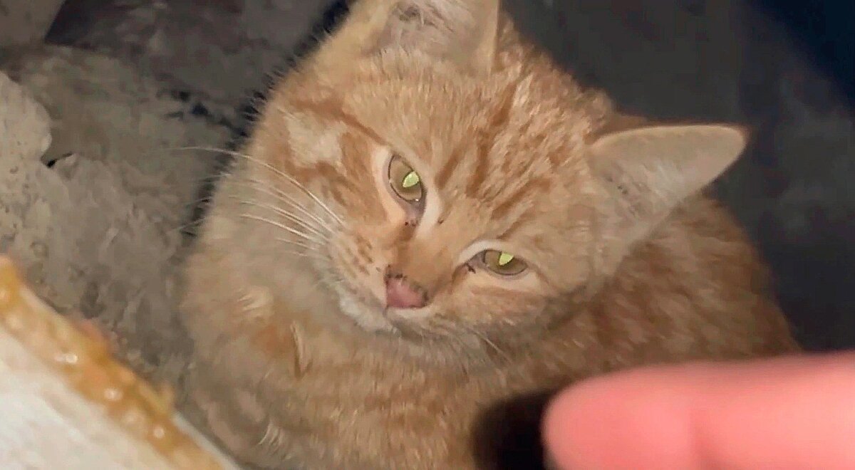 Маленький Болик понял, что о нем заботятся, но близко к человеку всё равно не подходил