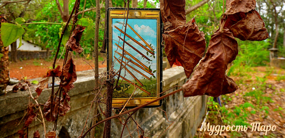 Лев в новосибирском зоопарке. Безгривый лев. Барбарийский лев. Лев с черной гривой. Дикого берберийского льва.