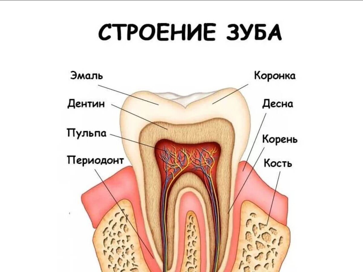 Строение зуба