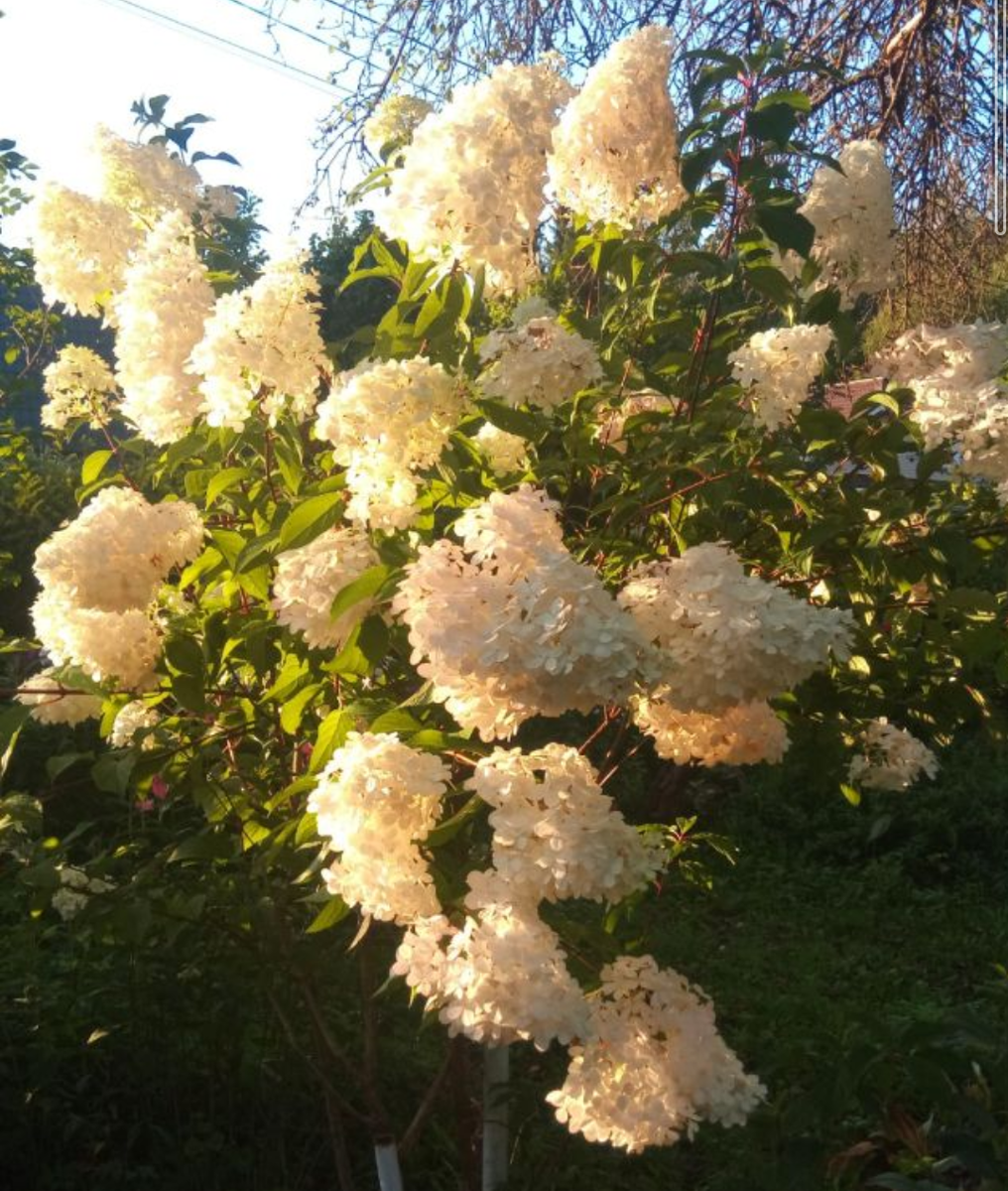 Ванилла Фрейз в начале цветения