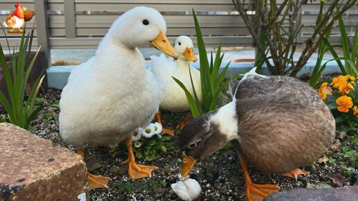 Утиный мир (часть 3) 🦆🦆🦆 Ходят бродят по двору и дому 😂