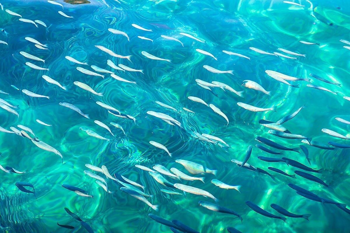 Желтоперый луциан. Fish way. Нерестовая миграция лосося. Африканские цихлиды. Дискусы в аквариуме.