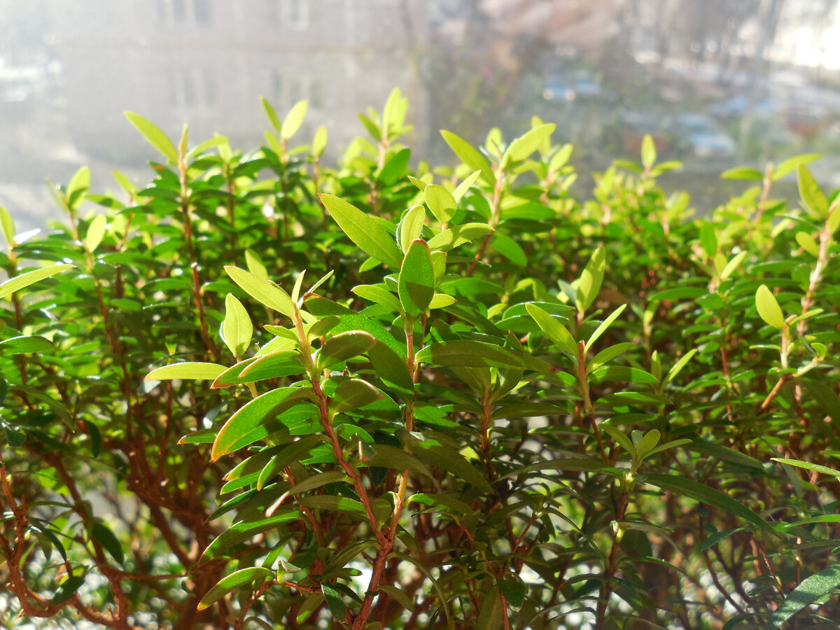 Мирт в начале весны. Много молодых листочков