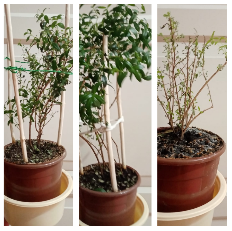 Мирты из черенков, им примерно 2 года. Есть некоторые проблемы с формированием кроны, да и уход надо бы подкорректировать