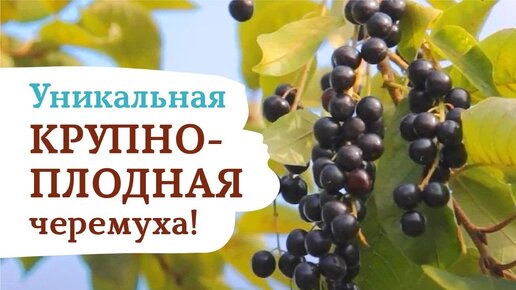 Уникальная крупноплодная черемуха! Лучшие сорта от Садов России