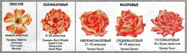 табличка