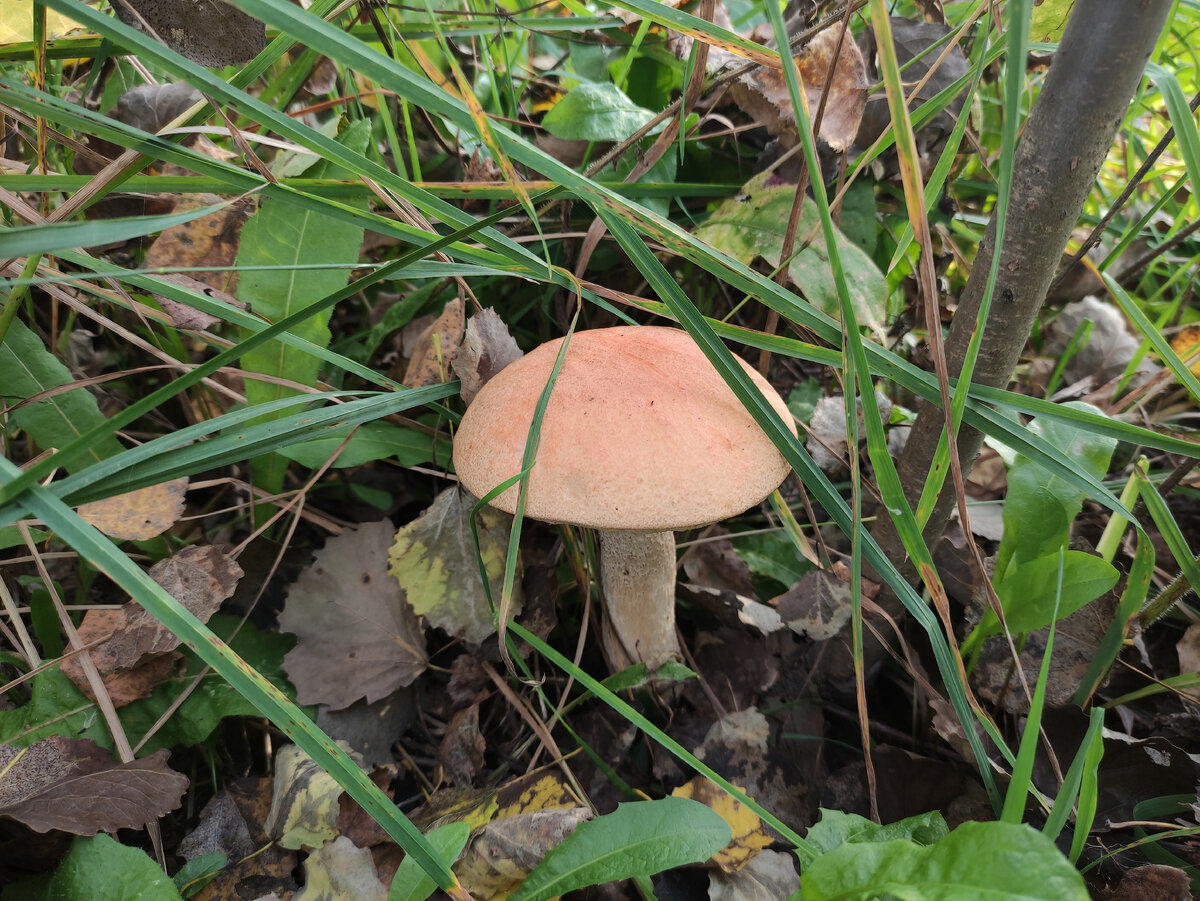 Последний розовый подосиновик