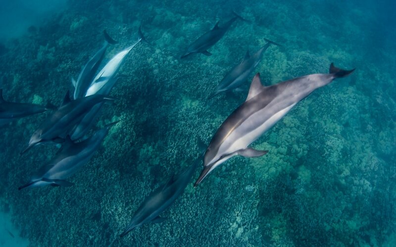 Бухта сивучи сахалин. Командорский заповедник сивуч. День морских млекопитающих 19 февраля. Заповедник морских млекопитающих. Калан или морская выдра.