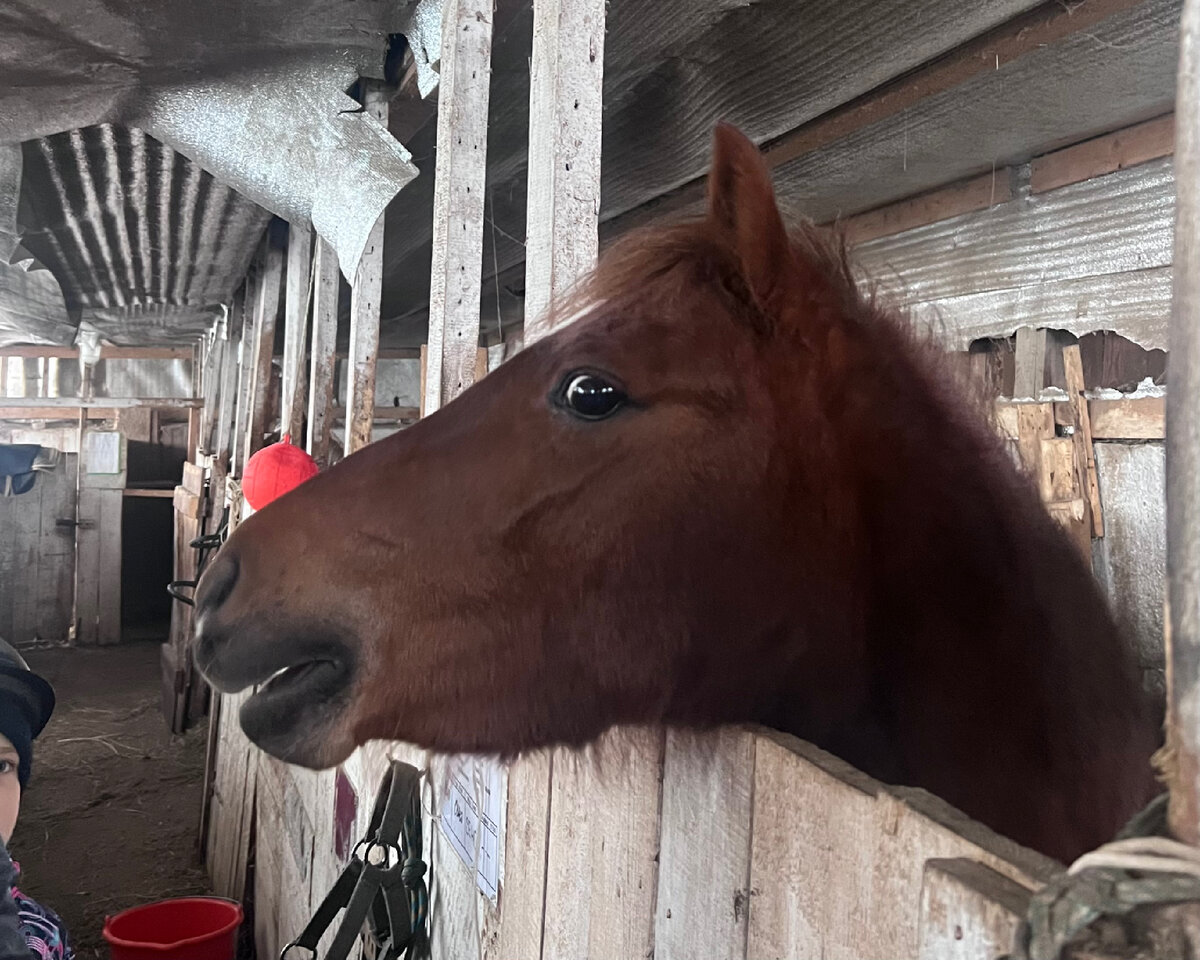 Не открывайте дверь в денник без разрешения. Локация: КСК «Вертикаль», Калужская область