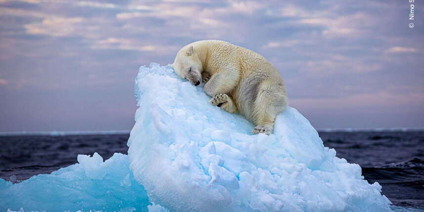    Фото: Нима Сарихани.
