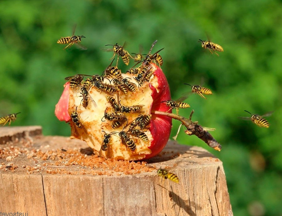 Сладкие фрукты осы тоже обожают, поэтому и огрызки на столе не оставляйте! 