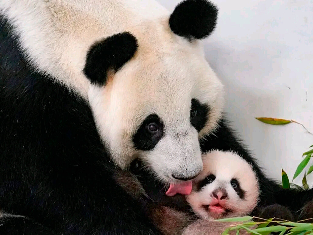 Панды Дин Дин и Катюша в Московском зоопарке. Фото: АГН «Москва»