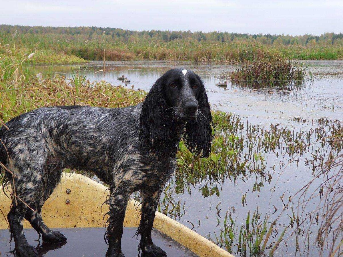 картинка взята с просторов интернета