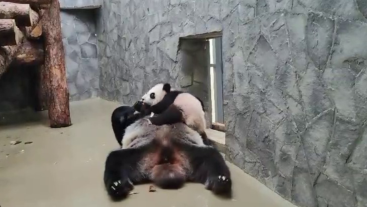 Группа little big толстяк. Группа little big hypnodancer. Наташа краун плюс сайз. Видеоролики приколы. Включи big видео.