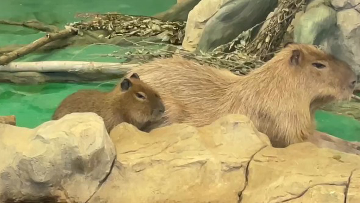    Фото: Telegram / Московский зоопарк