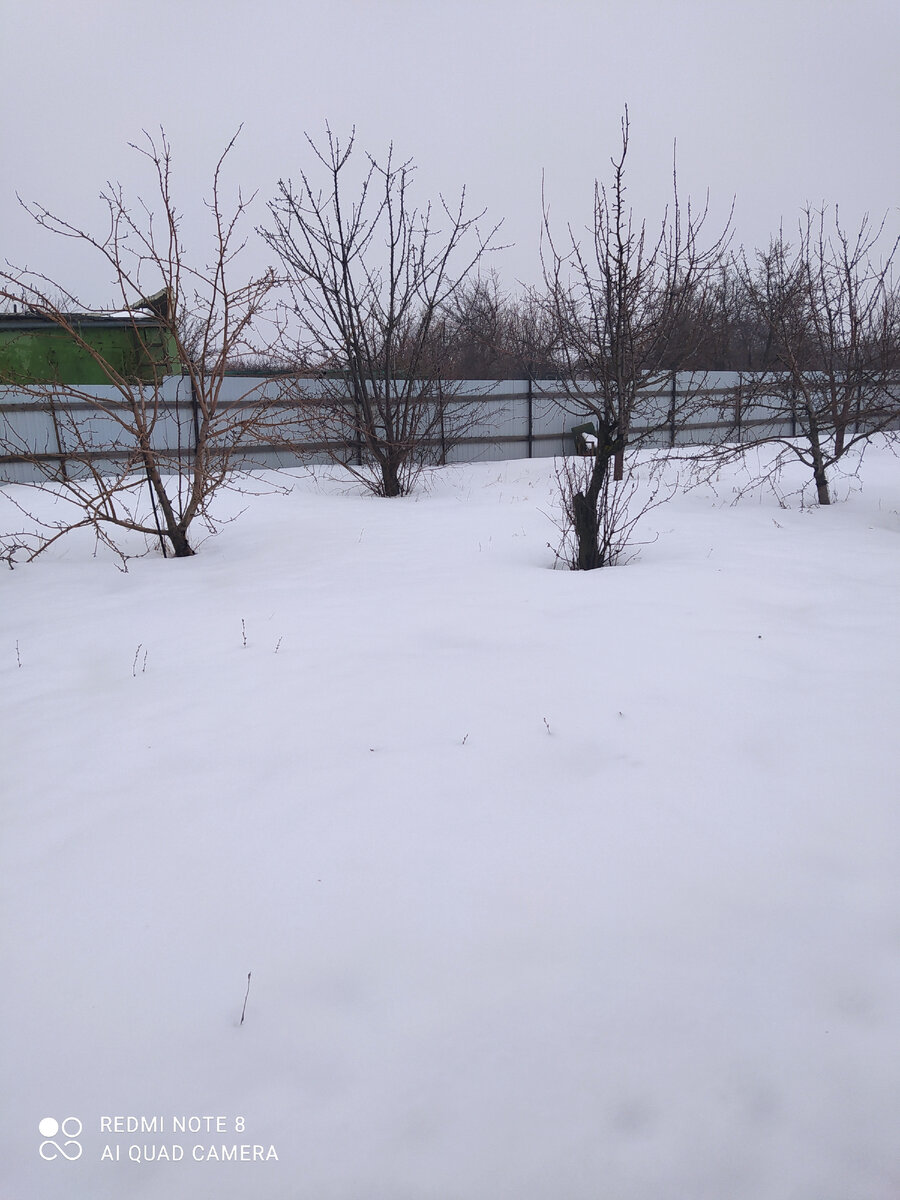 Черешенка готовится к плодоношению) 